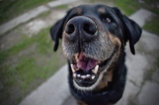 Mundgeruch beim Hund: Das kannst du dagegen tun