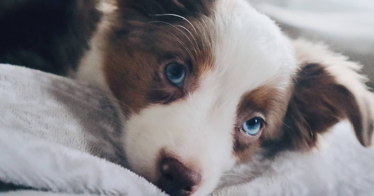 Welpe kommt nicht zur Ruhe Deinen Welpen entspannen Hundekumpel
