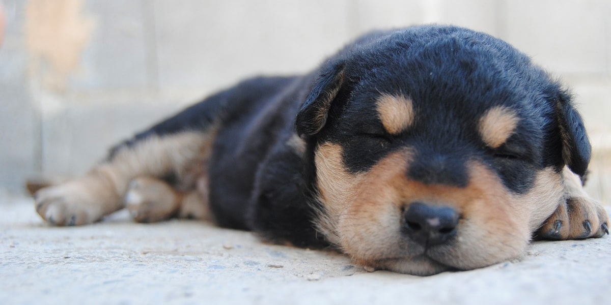 Wie lange schlafen Welpen? Hundekumpel