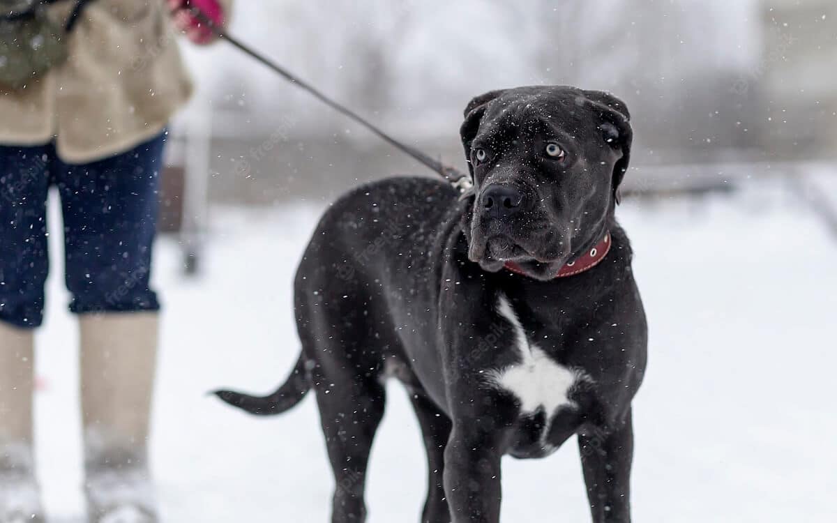 Ein Mastiff geht im Schnee spazieren