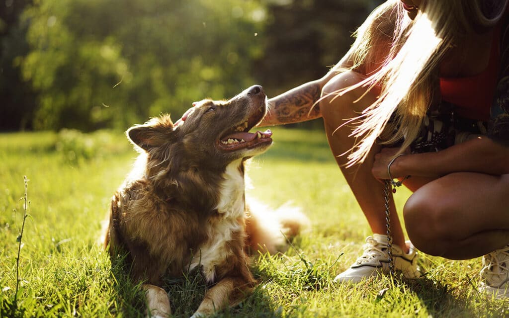 Border Collie