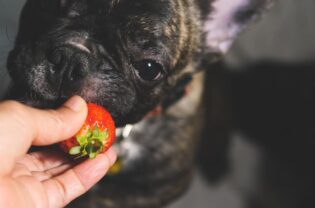 Hunde Erdbeeren