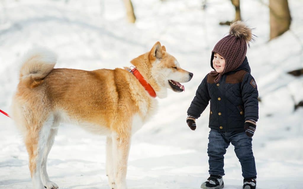 Die jaoanische Hunderasse Akita Inu im Schnee