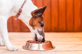 Dürfen Hunde Fischstäbchen essen?