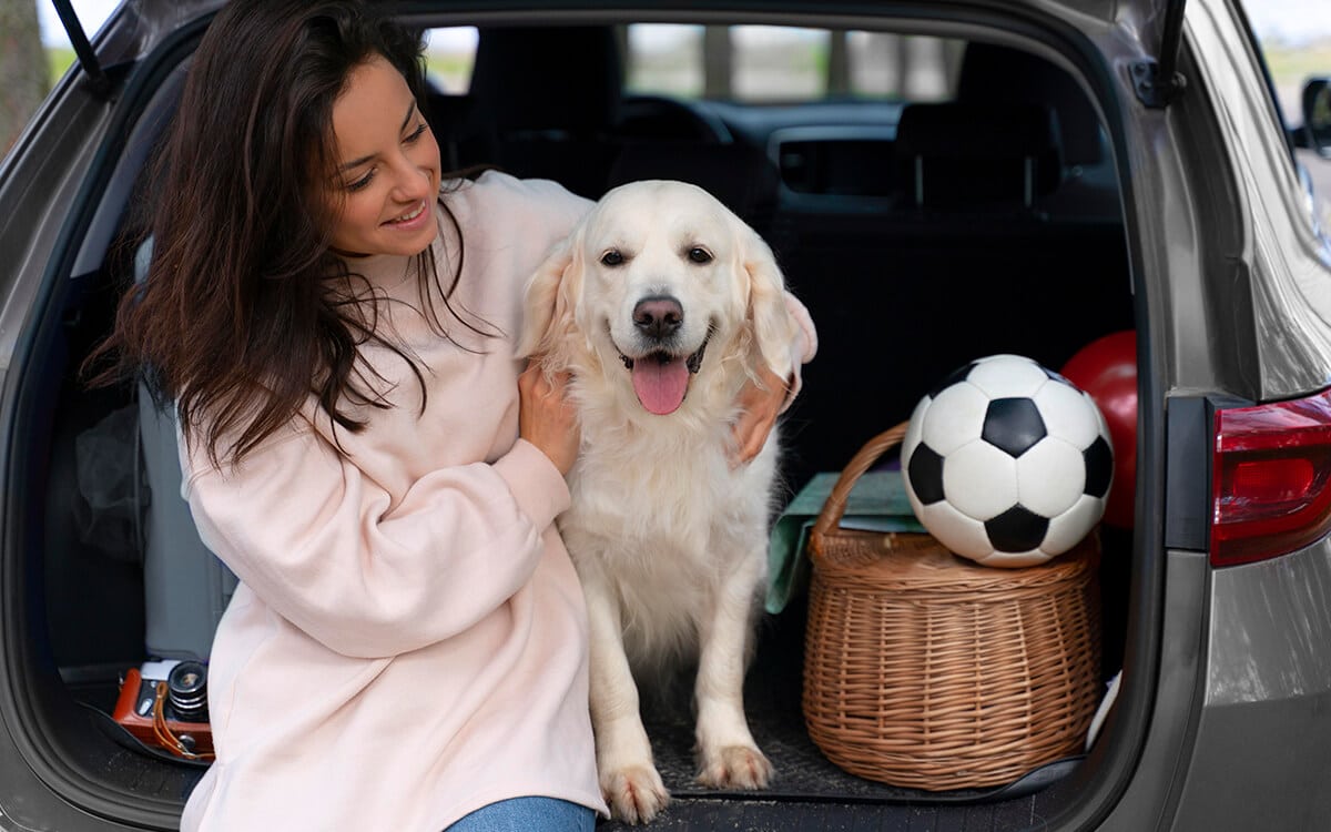 Hunde im Auto transportieren