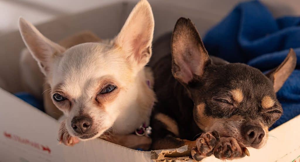 Chihuahuas sind Hunde, die klein bleiben