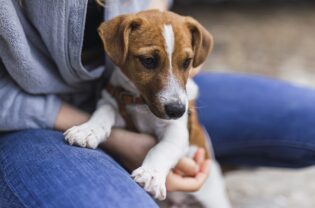 Kleine Terrier Rassen und Arten