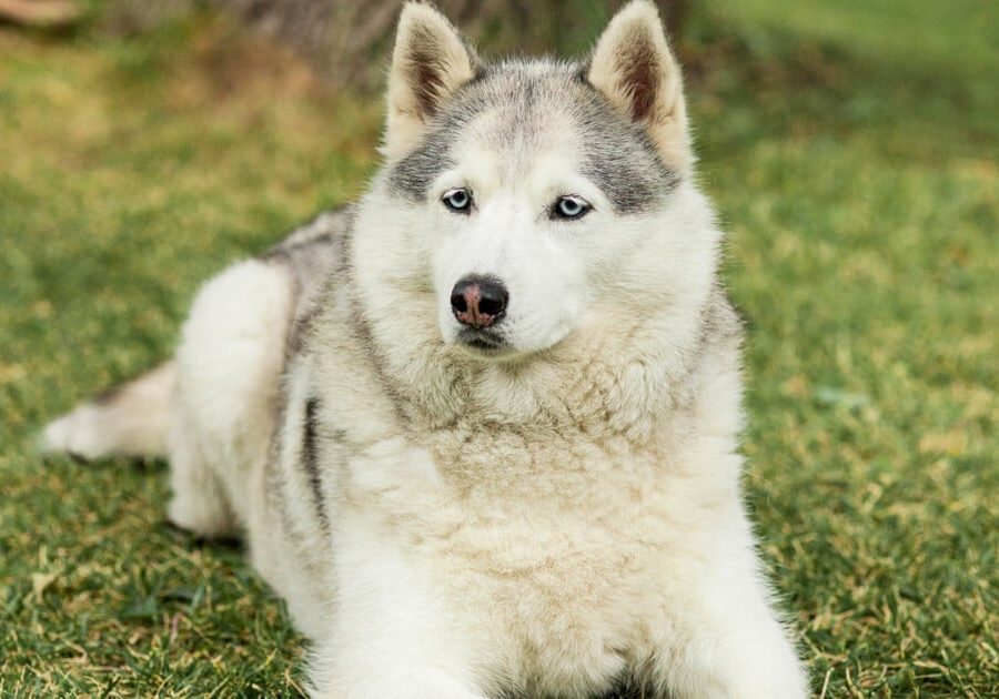 Ein Siberian Husky, der aussieht wie ein Wolf