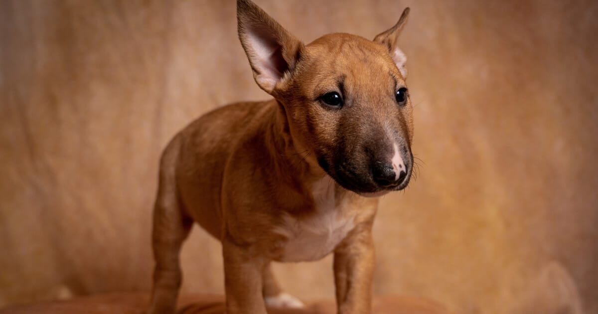 Ein Bullterrier Welpe im Fotostudio