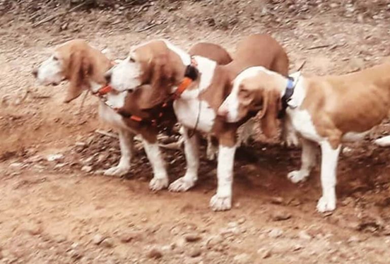 Spanische Hunderassen: Alle Hunde mit Bildern - Hundekumpel