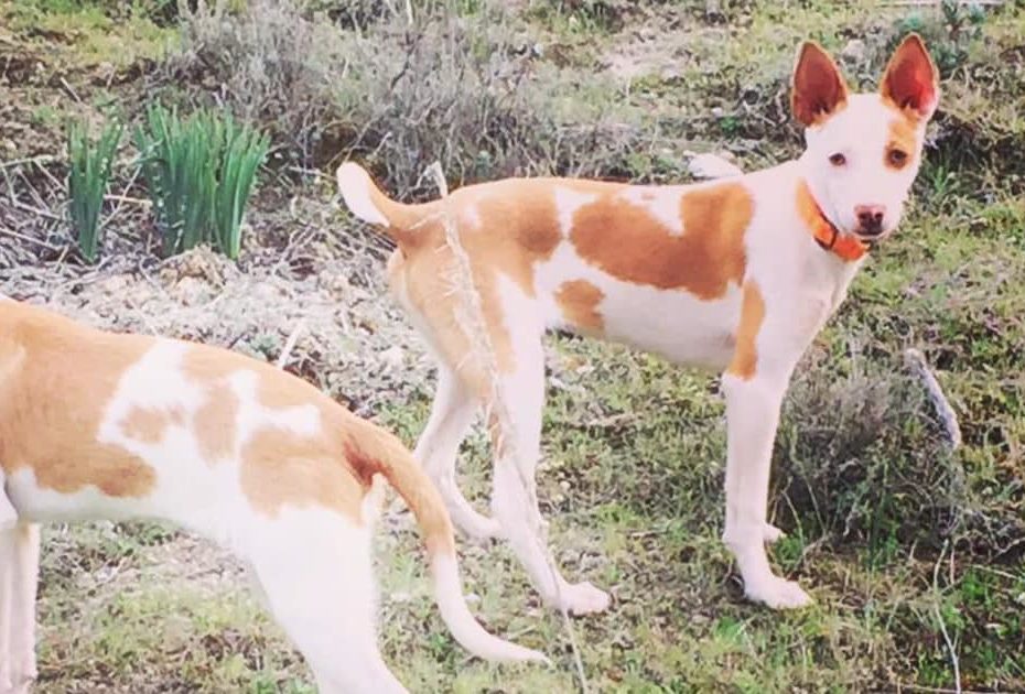 Podenco Andaluz