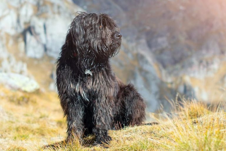 Schäferhund-Alarm & Video-Überwachung Schild – 120 Mm Ø, 3 Mm Alu-Verbund, Wetterfest – Made In Germany – Mit Klebepads Oder Löchern