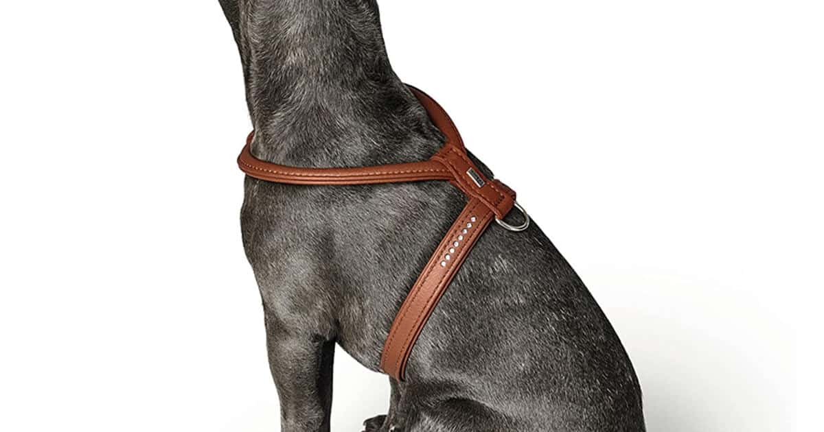 Hunter Geschirr für kleine Hunde aus Leder