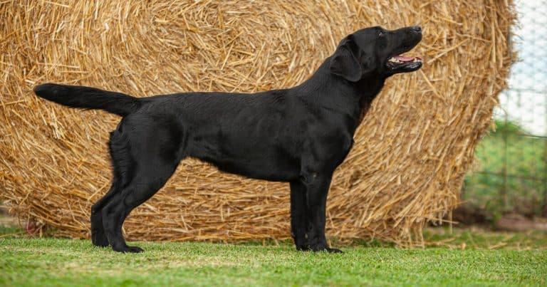 32 wunderschöne Kurzhaar Hunderassen - Hundekumpel