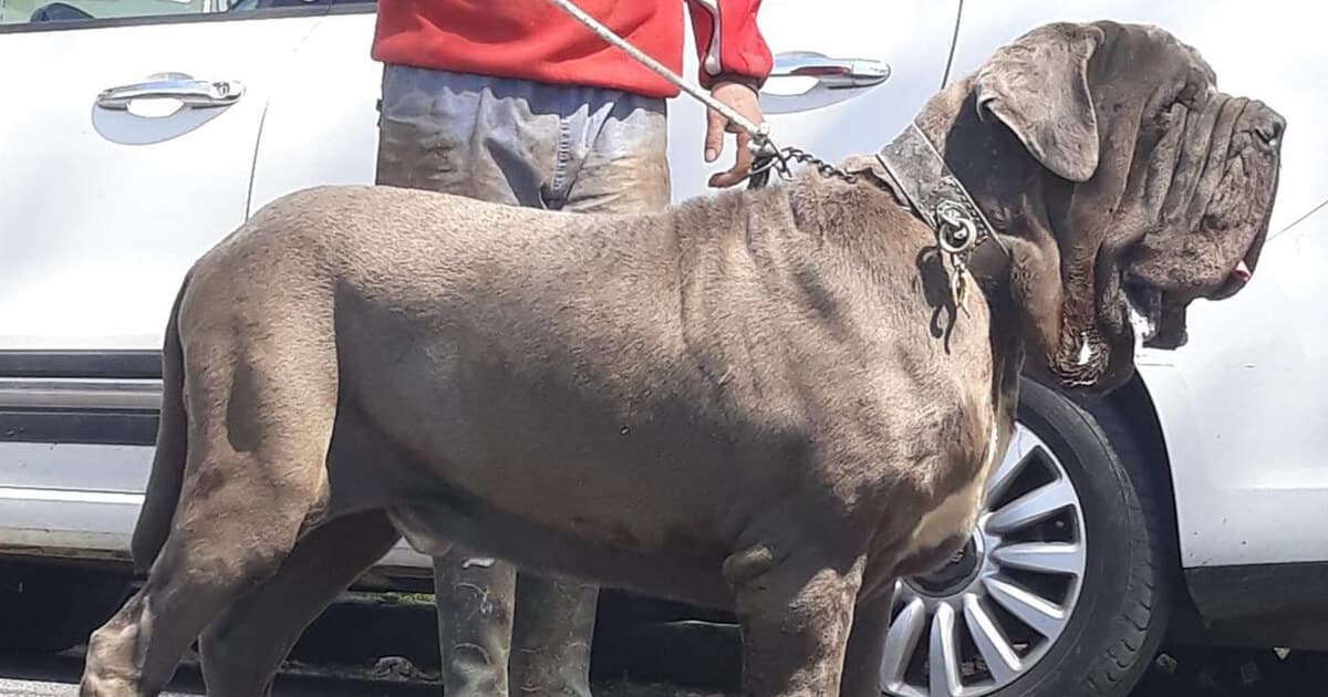 Der Mastino Napoletano ist eine sehr große italienische Hunderasse