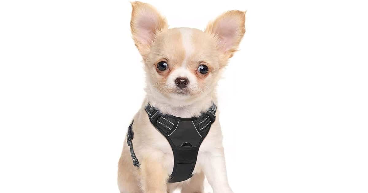 Rabbitgoo Hundegeschirr für kleine Hunde