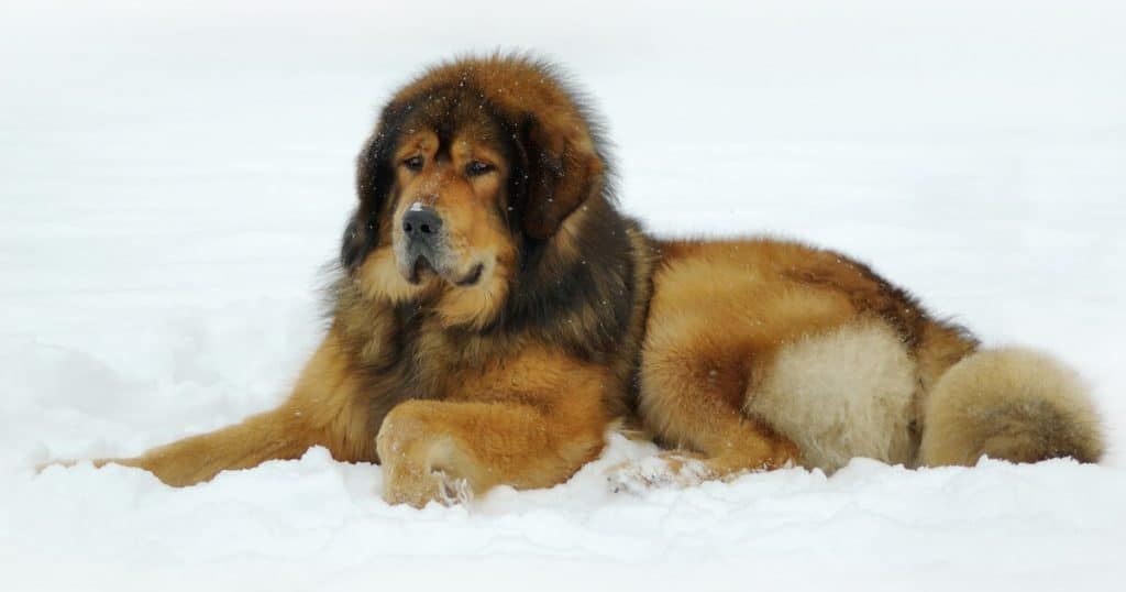 Wie Viel Kostet Der Teuerste Hund Der Welt Die 13 teuersten Hunderassen der Welt - Hundekumpel