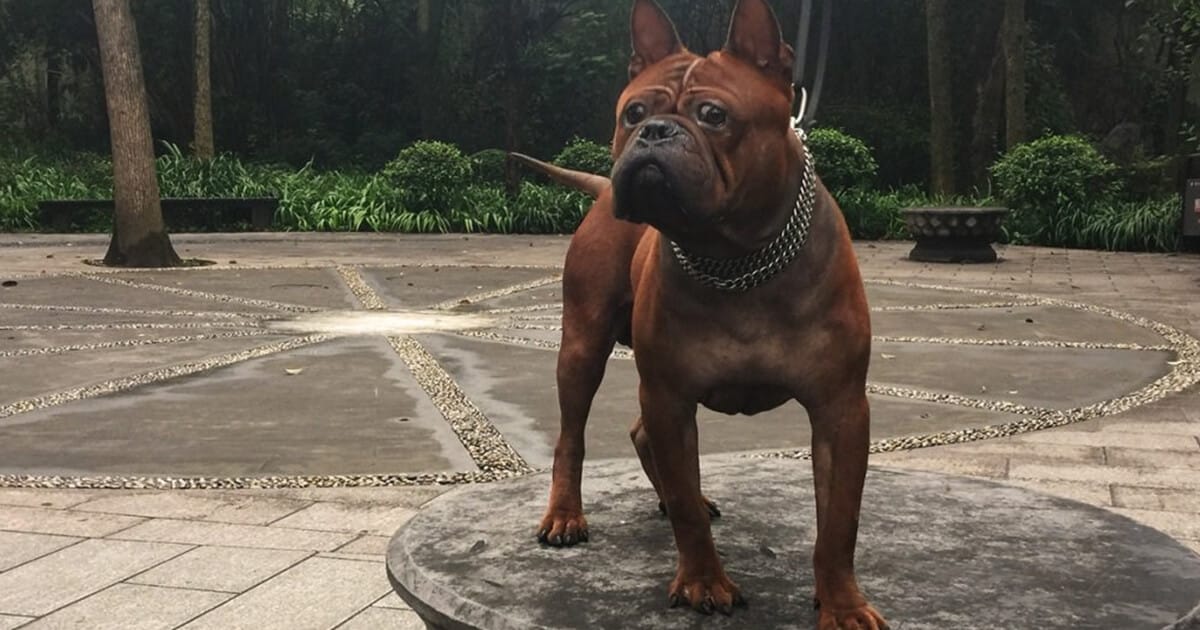 Der Chinese Chongqing Dog - ein seltener chinesischer Hund