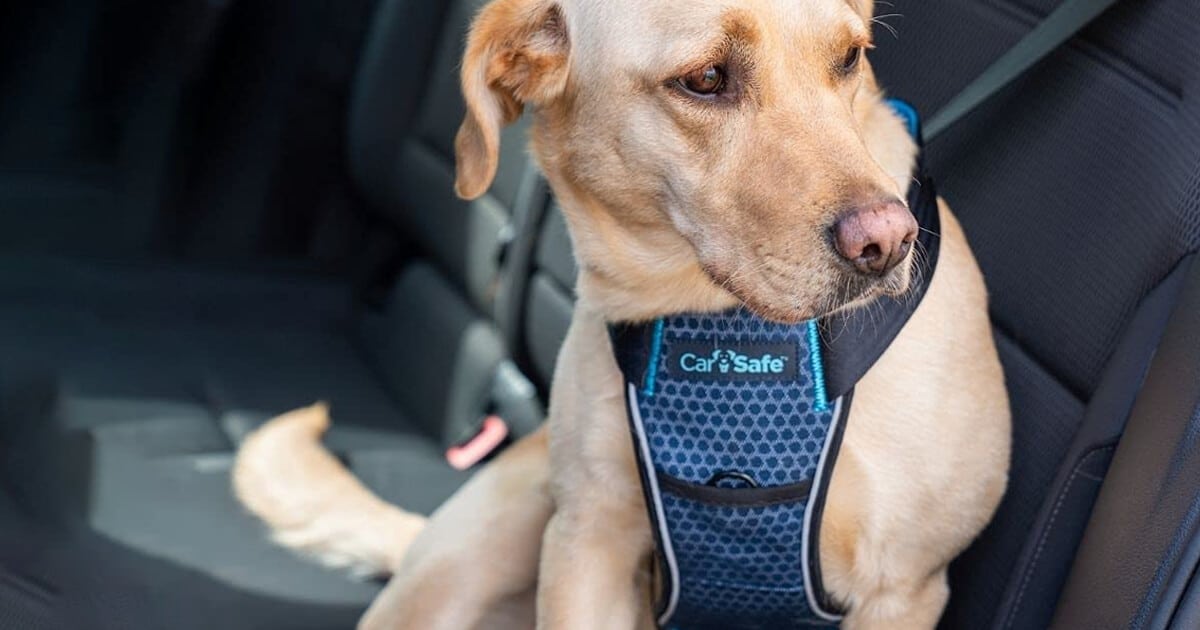 Hundegeschirr im Auto nutzen