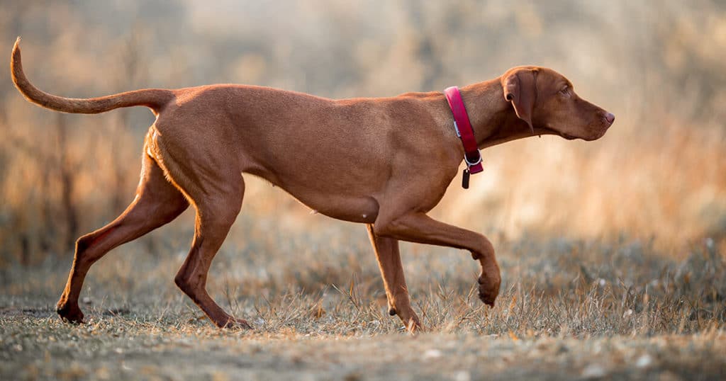 Wunderschone Hunde Aus Ungarn Bild