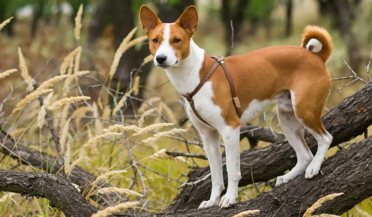 Ein Basenji steht auf einem Baumstamm