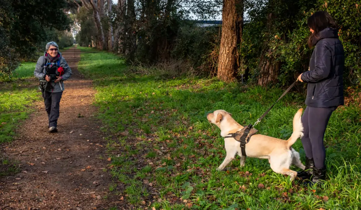 Ein Hund bellt einen Menschen an