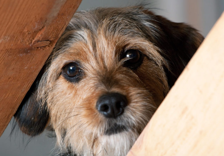 Dein Hund atmet schnell? Häufige Ursachen und Hilfe Hundekumpel