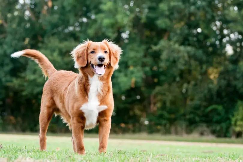 Nova Scotia Duck Tolling Retriever Aussehen und Charakter