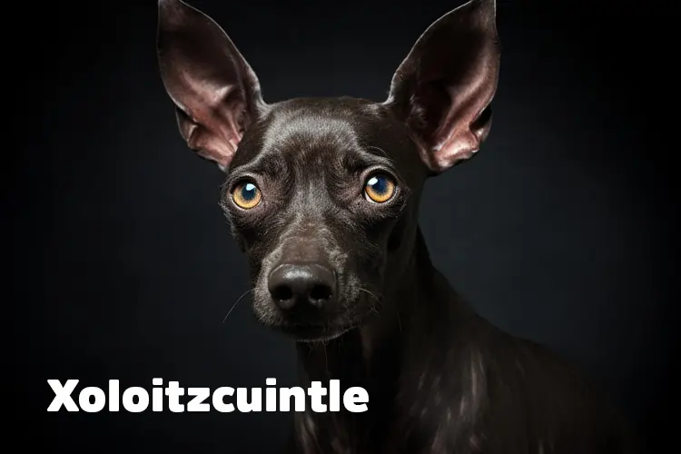 Xoloitzcuintle - Mexikanischer Nackthund - Rassebeschreibung