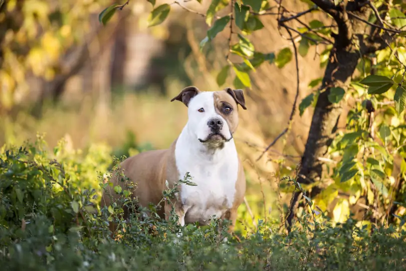 Kampfhund American Staffordshire Terrier steht unter einem Baum