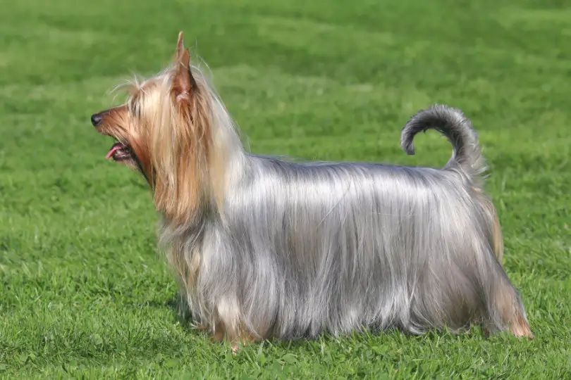 Australian Silky Terrier Aussehen und Charakter