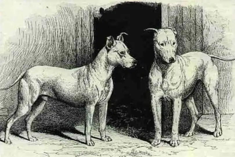 Historische Abbildung American Staffordshire Terrier