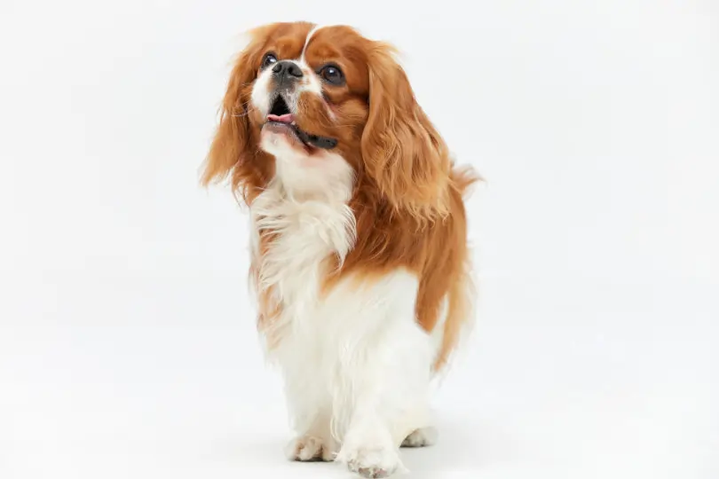 Cavalier King Charles Spaniel kaufen