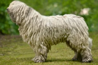 Komondor Rasseportrait