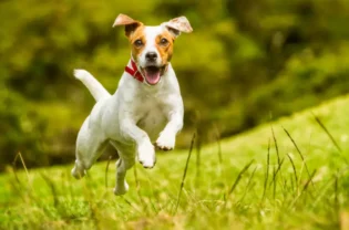 Parson Russell Terrier Rasseportrait