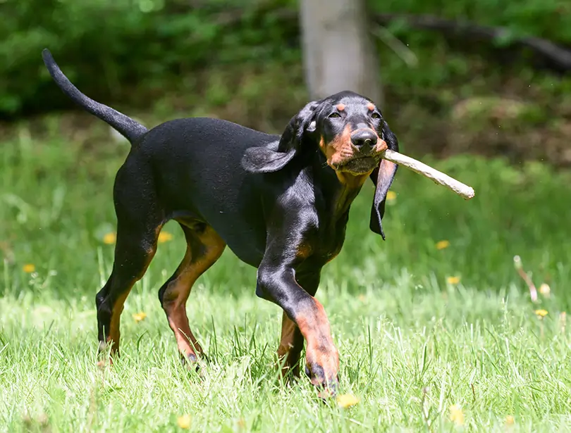 Black and Tan Coonhound