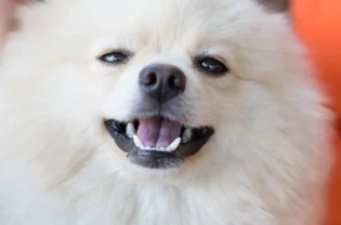 Ein Hund klappert mit den Zähnen