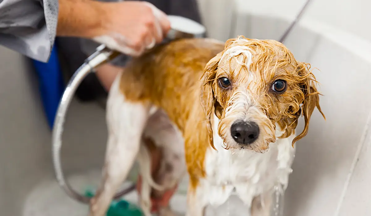 Hund zittert nach dem Baden wegen Kälte