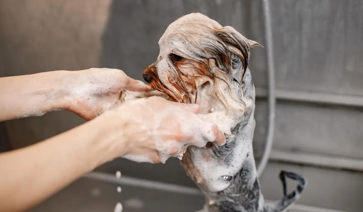 Hund ist beim Baden gestresst und zittert