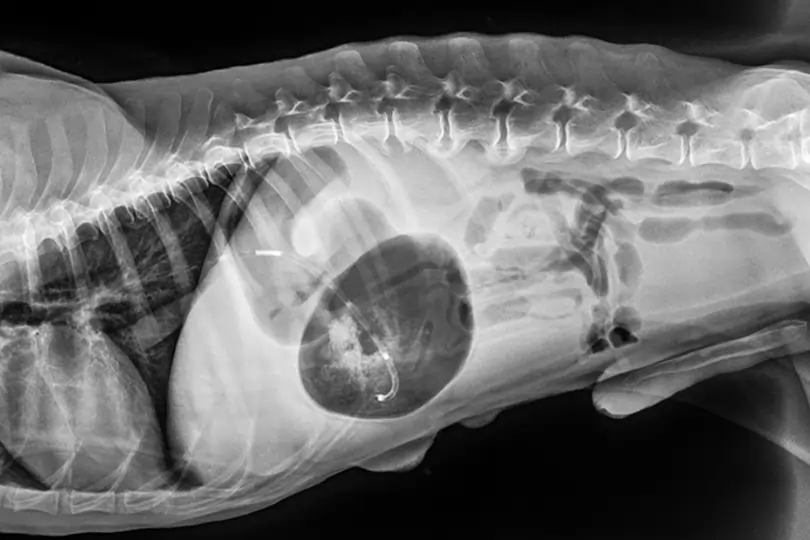 Röntgenaufnahme einer Magendrehung beim Hund