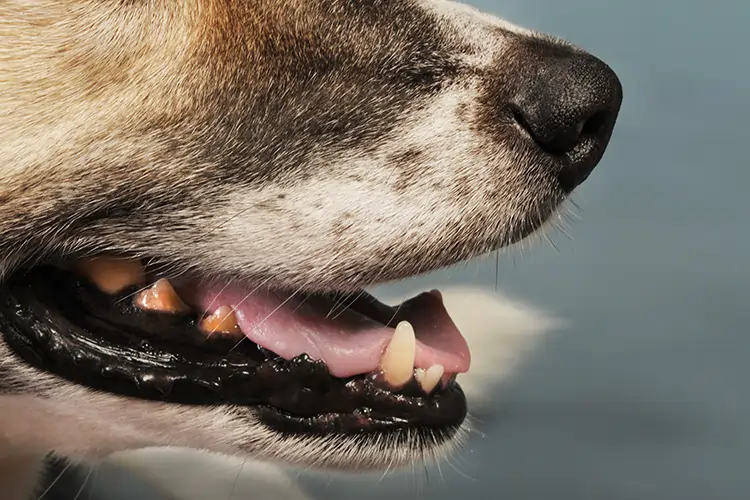 Eine Zahnfleischentzündung beim Hund, die für Verfärbungen des Zahnfleisches sorgt