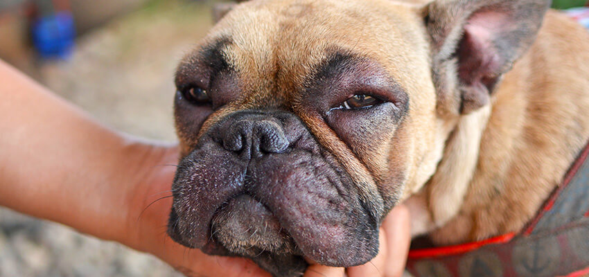 Hund mit geschwollenem Gesicht nach einem Insektenstich