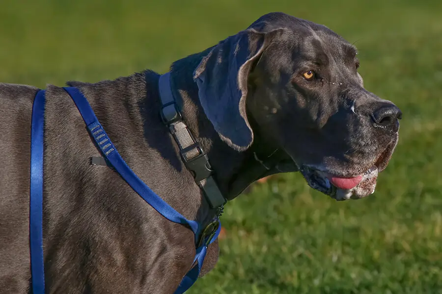 Berner Sennenhunde und Doggen sind stark sabbernde Hunde