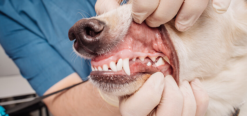 Zahnprobleme beim Hund, die Erstickungsgeräusche verursachen