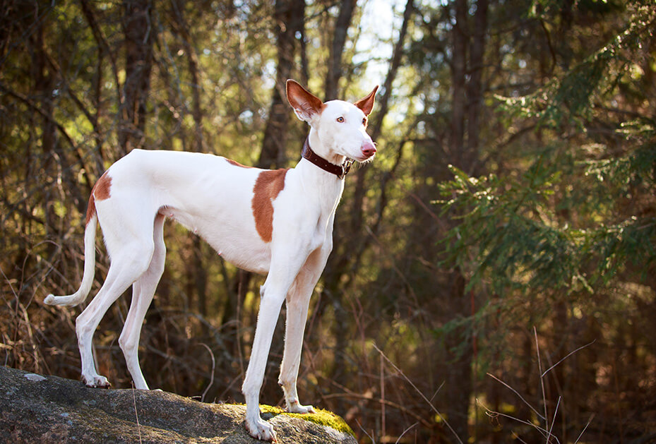 Podenco Ibicenco