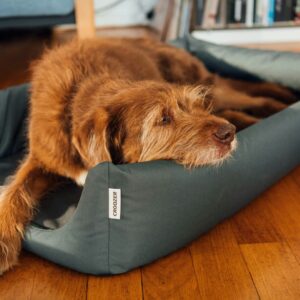 Enna, eine struppige braune Hündin, entspannt sich auf dem Croozer Hundebett für Dog Enna in Moonlight green, mit dem Kopf auf der Kante. Der Holzboden und die mondbeschienenen Bücherregale schaffen eine gemütliche Atmosphäre.