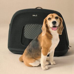 Ein Beagle sitzt vor einer schwarzen Tavo Crispin Hundetransporttasche Small mit einem Netzfenster und schaut mit offenem Maul und herausgestreckter Zunge fröhlich in die Kamera. Der Hintergrund ist einfarbig beige.