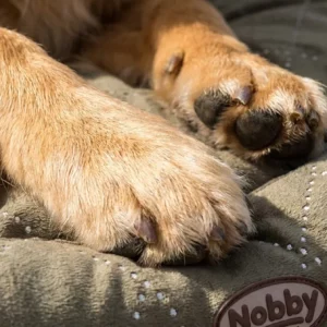 Nahaufnahme der Vorderpfoten eines Hundes auf einem grünen, gesteppten, ovalen Nobby CENO Komfort-Hundebett mit dem in der Ecke sichtbaren Etikett "Nobby".