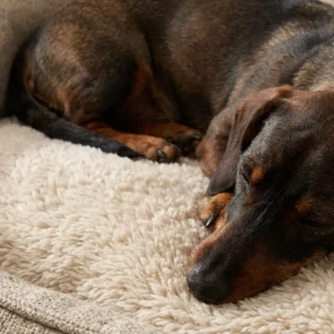 Ein brauner Dackel schläft zusammengerollt auf einem weichen, cremefarbenen Nobby Orthopädisches Hundebett CALBU in einer gemütlichen Ecke.