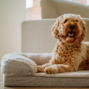 Ein flauschiger, gelockter Hund mit hellbraunem Fell entspannt sich im Haus auf dem Nobby Pet CALBU Orthopädisches Sofa eckig (100 x 65 cm) und schaut glücklich mit offenem Maul und herausgestreckter Zunge.